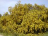 Fioritura